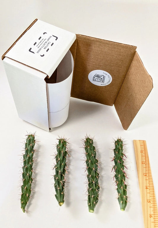 4 Cane Cholla Cactus Cuttings 5" Cylindropuntia spinosior Fresh Arizona Greenhouse Grown
