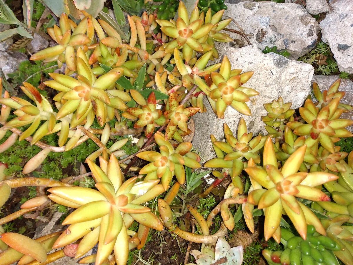 Sedum Adolphi 'FireStorm' Live Succulent Plant 4"-6" Fresh Healthy Rooted Ornamental Garden Plant, Drought Resistant
