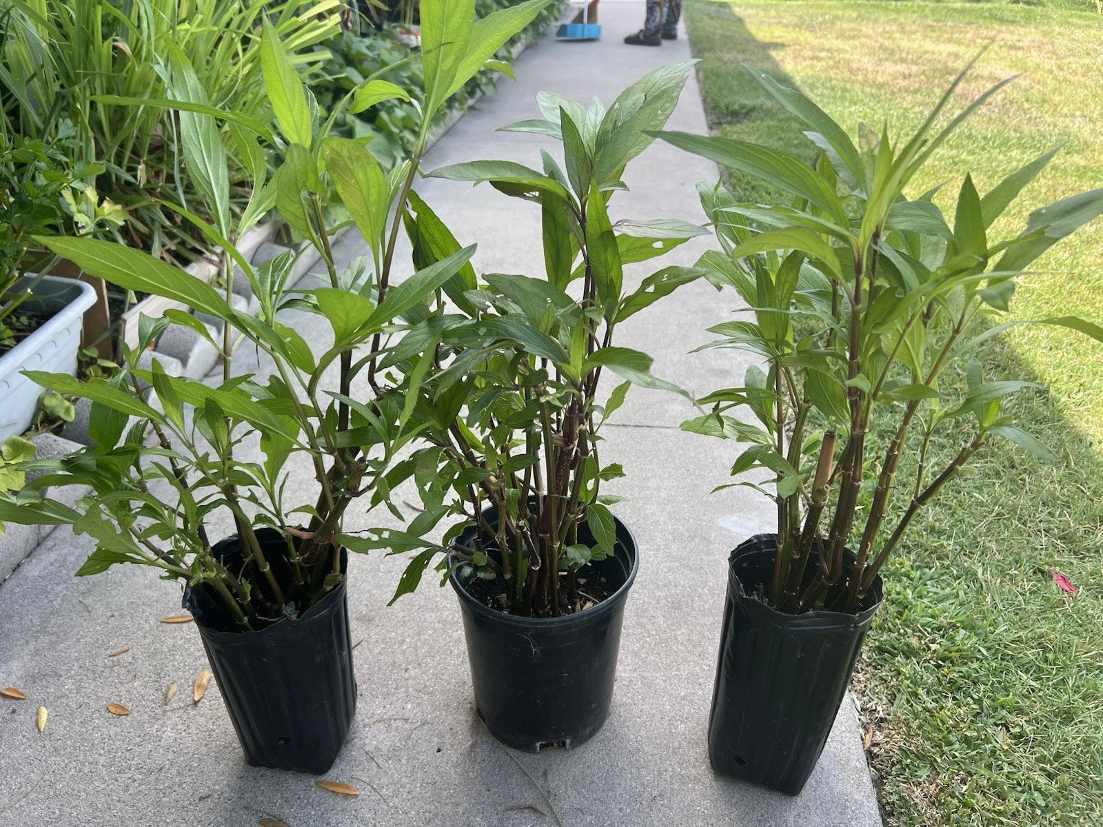 5 Live Rooted Mexican Petunia Plants, Cây Chi?u Tím, Ruellia simplex - Hardy Flowering Perennials for Garden Decor