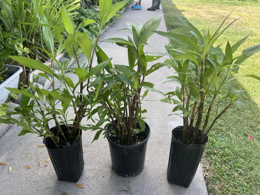 5 Live Rooted Mexican Petunia Plants, Cây Chi?u Tím, Ruellia simplex - Hardy Flowering Perennials for Garden Decor