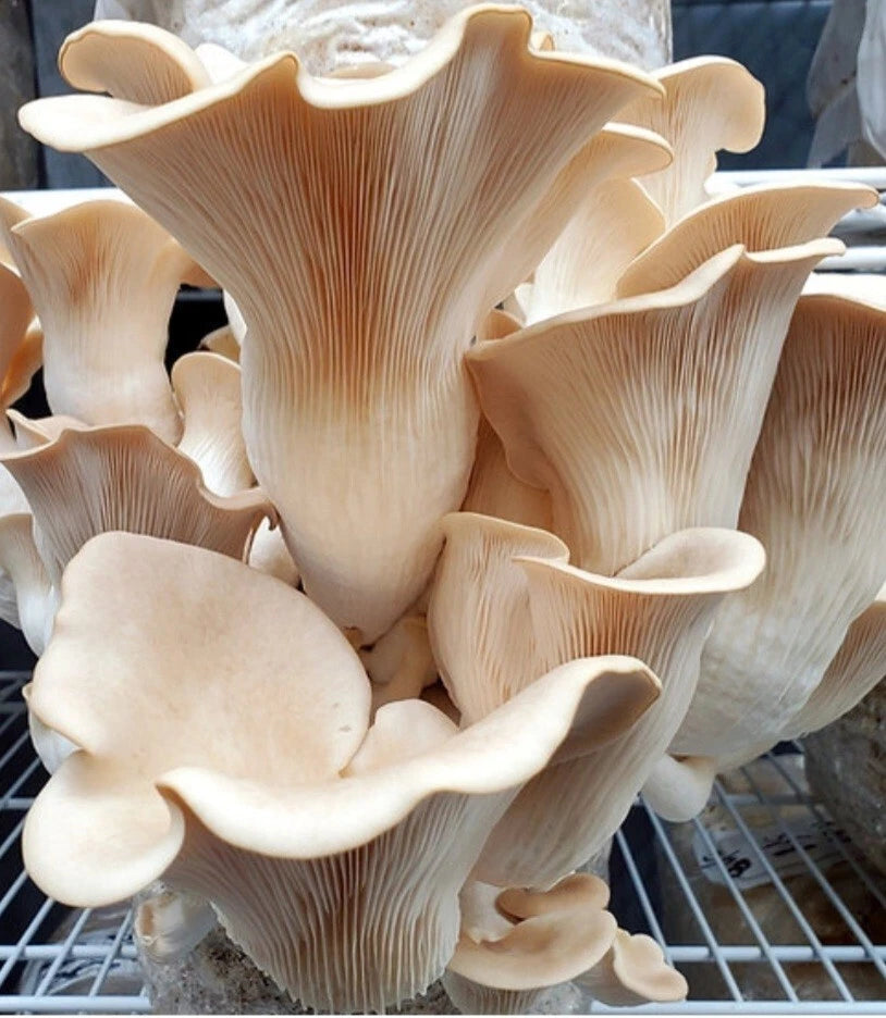 Pathfinder Oyster Mushroom Liquid Culture Syringe - Pleurotus ostreatus - 10-12ml - Includes Free Bonus Culture Gift