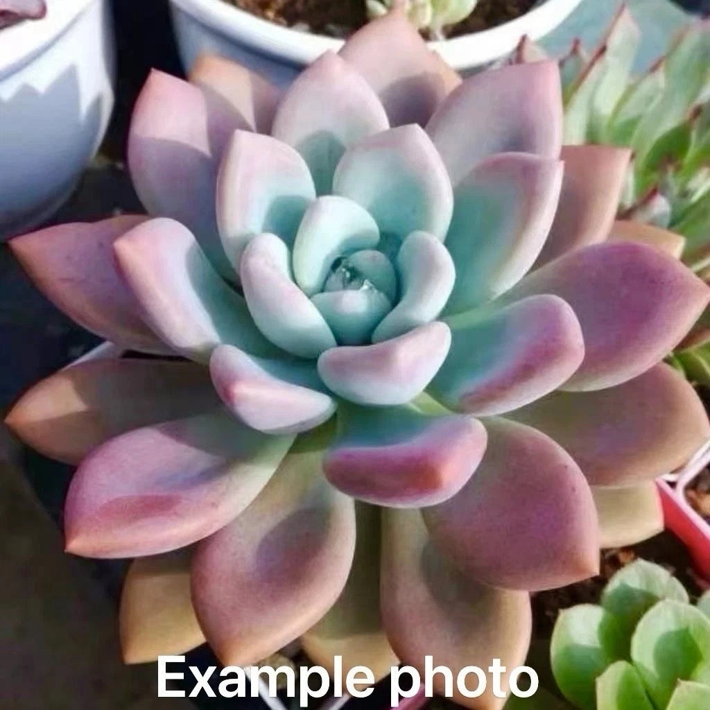 Graptoveria Opalina Succulent 2-Inch Rooted Live Plant - Rare Easy Care Perennial Graptopetalum amethystinum Hybrid