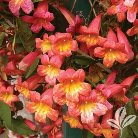 Bignonia 'Tangerine Beauty' Crossvine Starter Plant - Attracts Butterflies - Rooted Plant for Gardens (Bignonia capreolata)