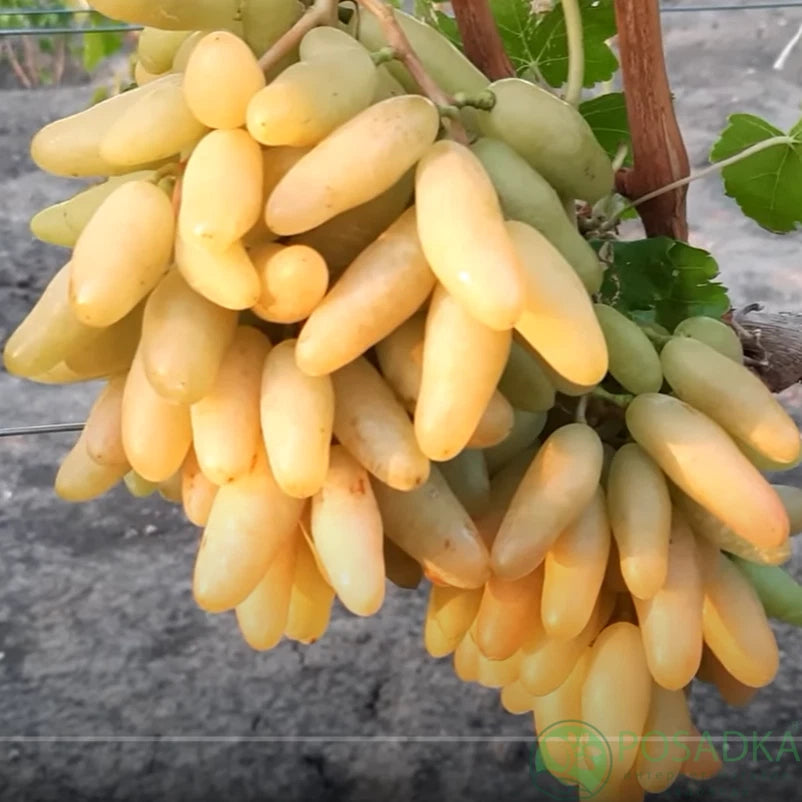 Bananchik Pink Grape Cuttings - 2 Rootless Cuttings - Vitis vinifera - Imported from Ukraine - Easy to Root