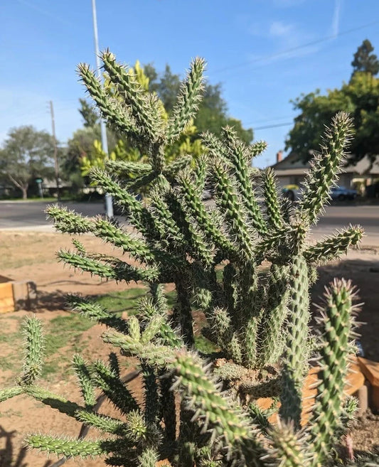 Whipple's Cholla Cactus Cuttings (5 Pieces) - Flowering Hardy Plant, Cylindropuntia whipplei, Green/Purplish Stems