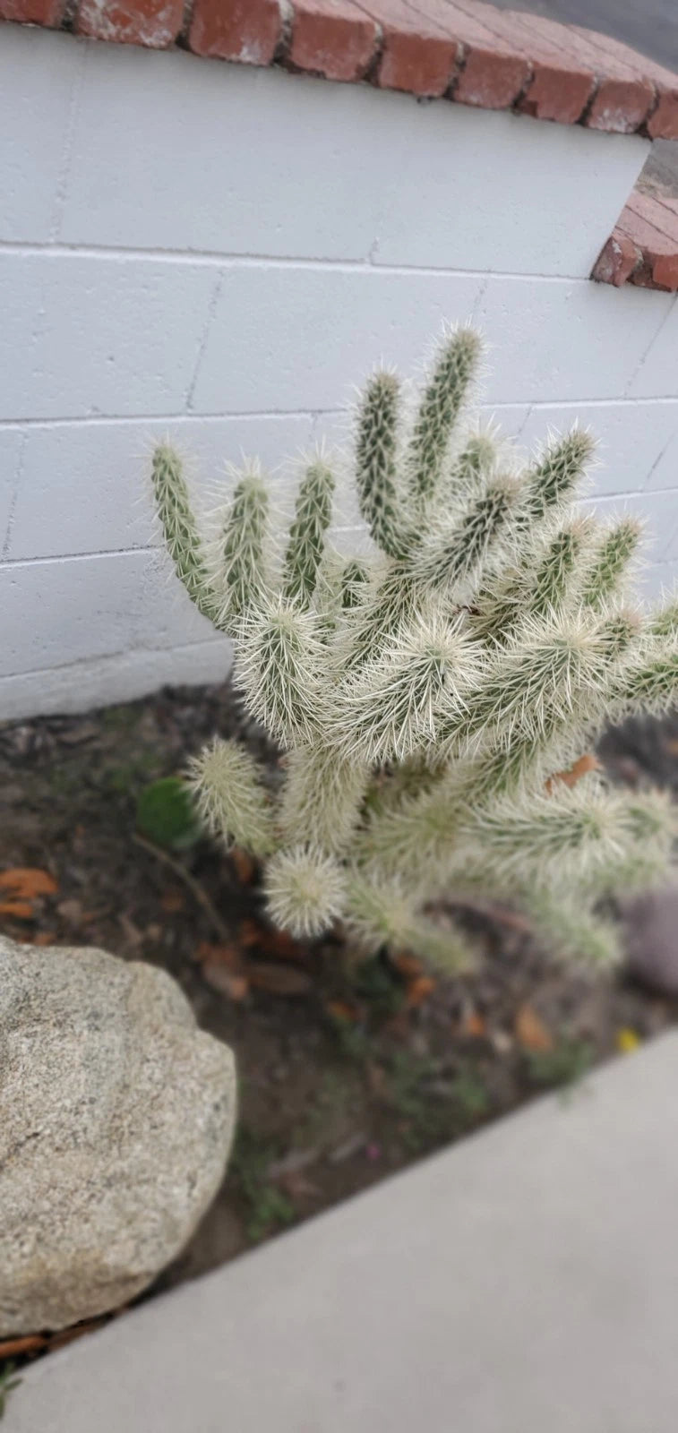 Teddy Bear Cholla Cactus Live Plant - Healthy Rooted Plant - Cylindropuntia bigelovii