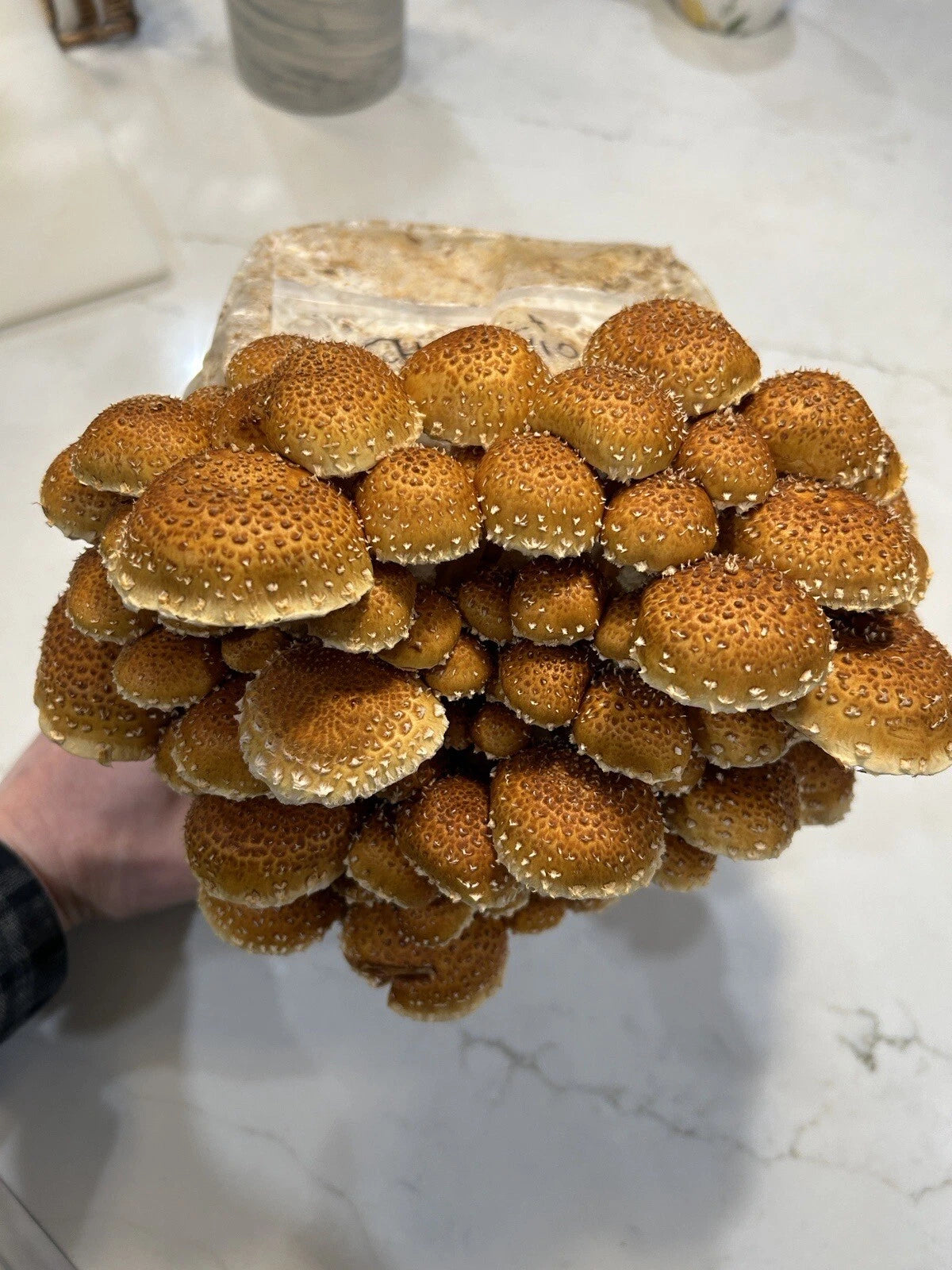 Chestnut Mushroom Liquid Culture Syringe 10ml - Pholiota adiposa, Contamination Free for Grain Spawn Transfer