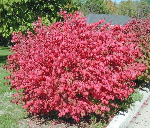 Dwarf Burning Bush Plants - 10 Bare Root Shrubs - Euonymus alatus - Hardy, Colorful Foliage for Landscaping, Hedge