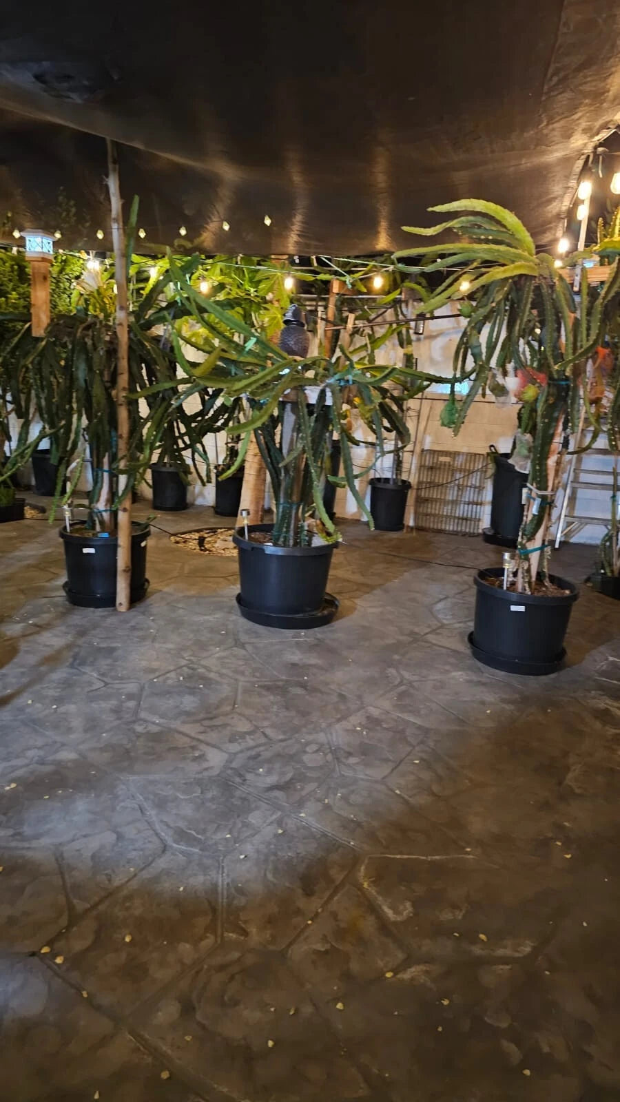 Self-Pollinating Dragon Fruit Cuttings 8-12" - Multiple Varieties Hylocereus, American Beauty & More - Easy to Grow Plants