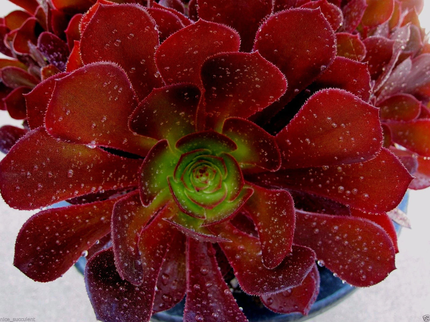 Rare Aeonium KOKINO Hybrid Succulent Cuttings 2" to 5" - Fresh Healthy Cuttings, No Roots, Perfect for Propagation