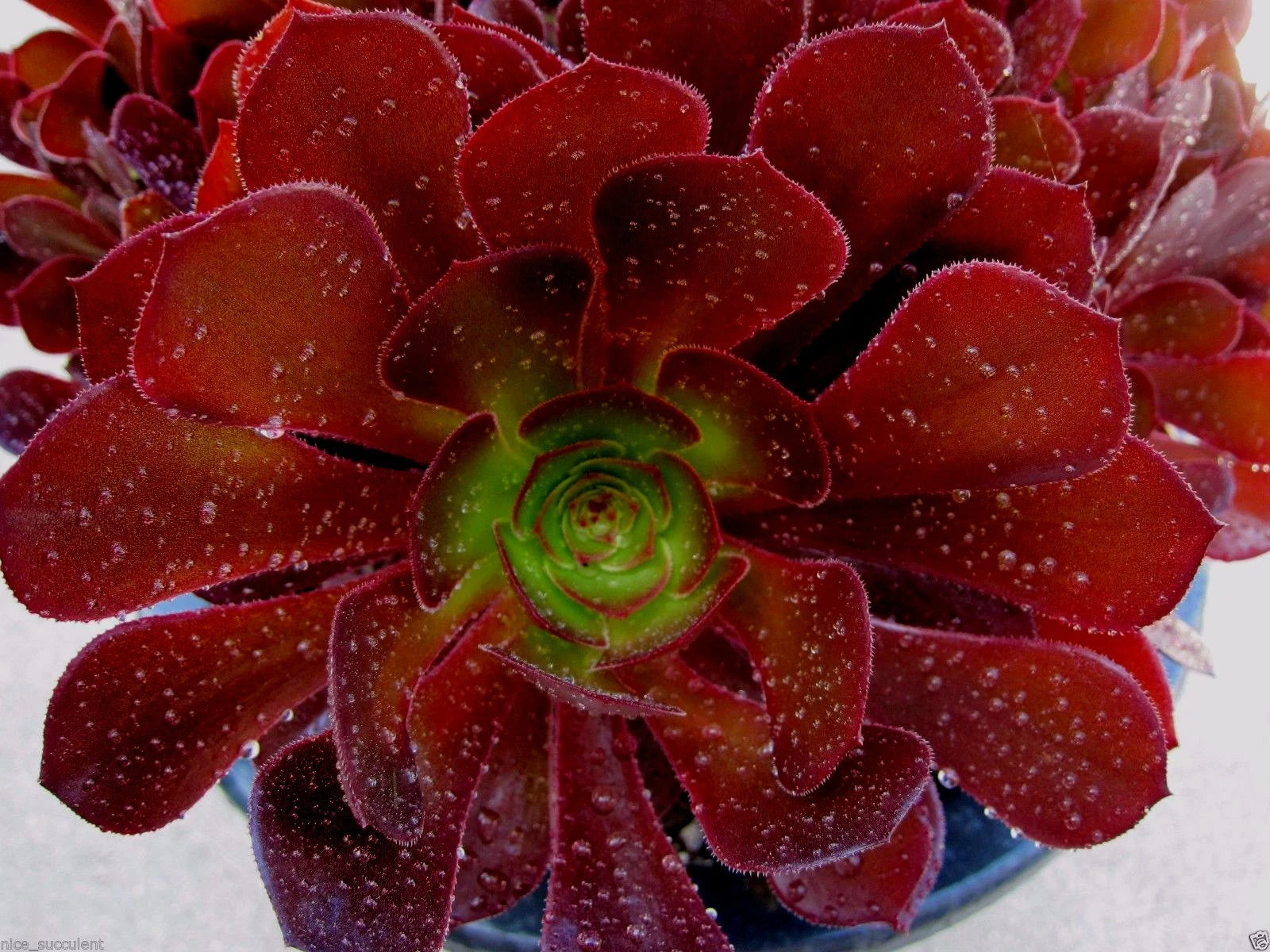 Rare Aeonium KOKINO Hybrid Succulent Cuttings 2" to 5" - Fresh Healthy Cuttings, No Roots, Perfect for Propagation