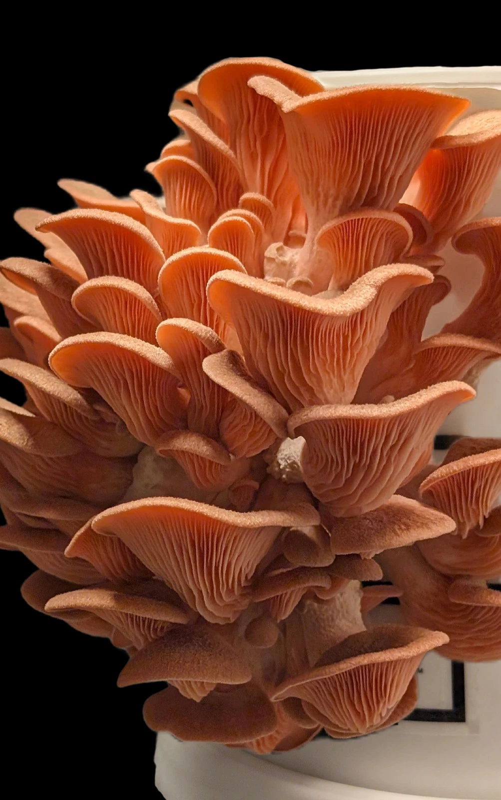 Pink Oyster Mushroom Fruiting Block | 5 lbs | Gourmet Edible Fungi | Pleurotus djamor