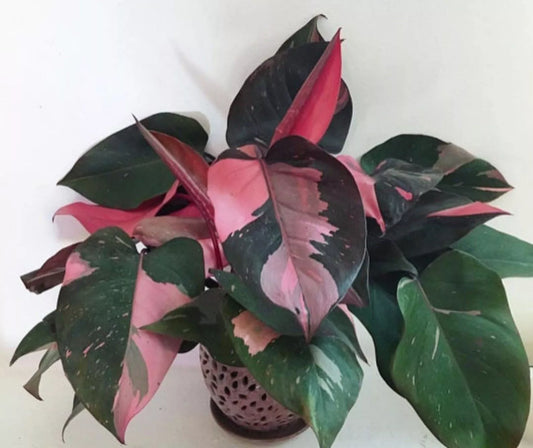 Variegated Philodendron Plant - Small Rooted Starter - Pink Princess - Philodendron erubescens