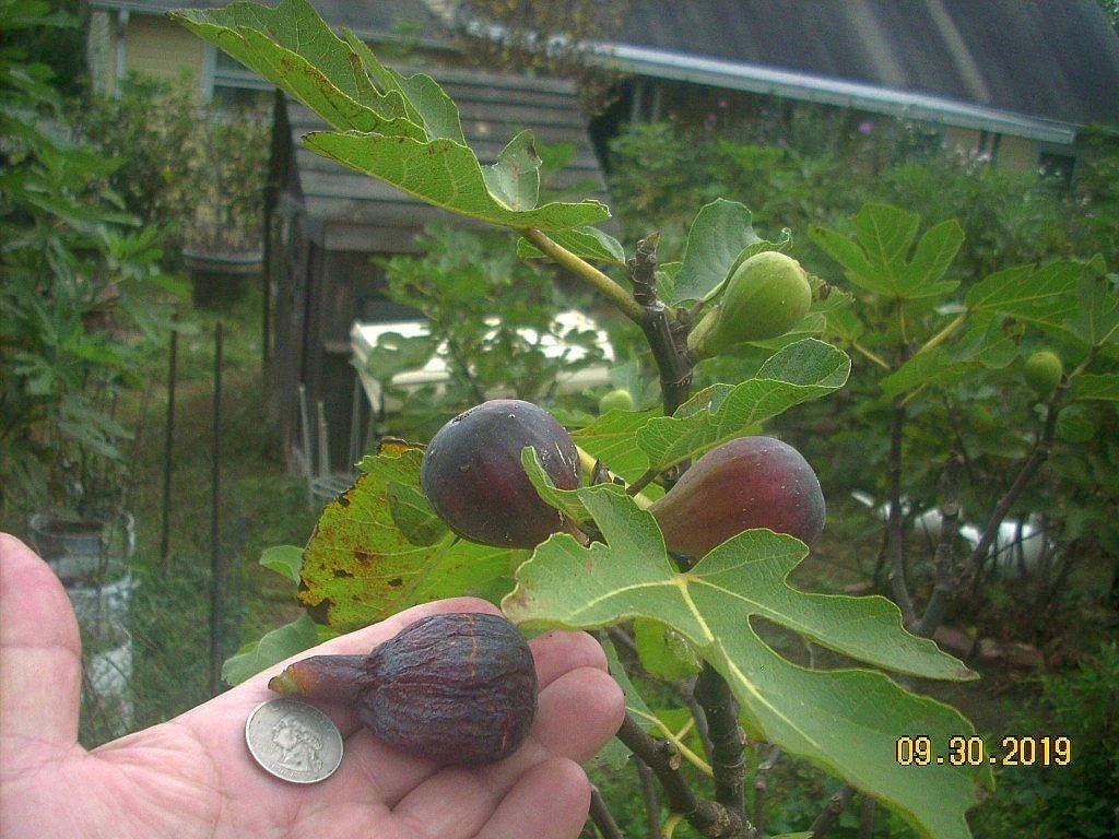 Fig Tree Cuttings 6 pcs Col de Dame Noire Delicious Fruit Ficus carica Organic Rain Resistant
