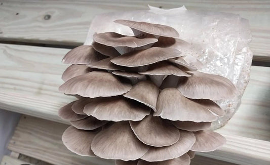 Arizona Oyster Mushroom Liquid Culture 10cc - Pleurotus Species for Home Cultivation