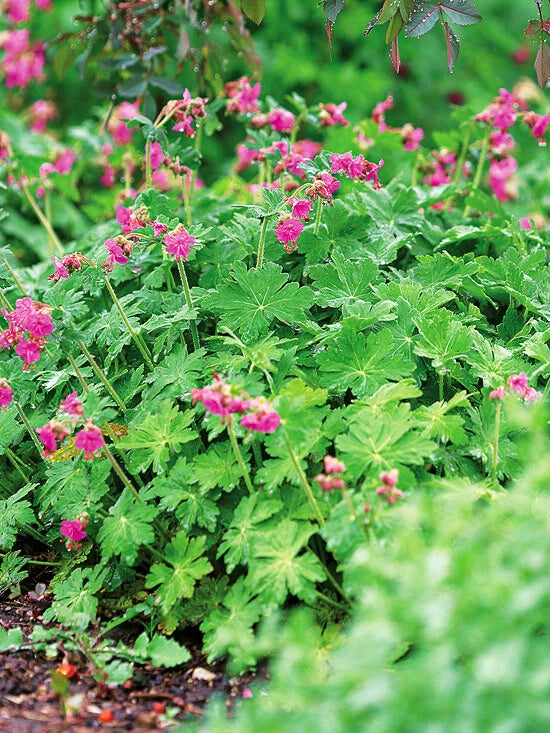 Set of 3 Big Root Geranium Live Plants Perennial, Geranium macrorrhizum, Hardy Ground Cover for Shade Gardens