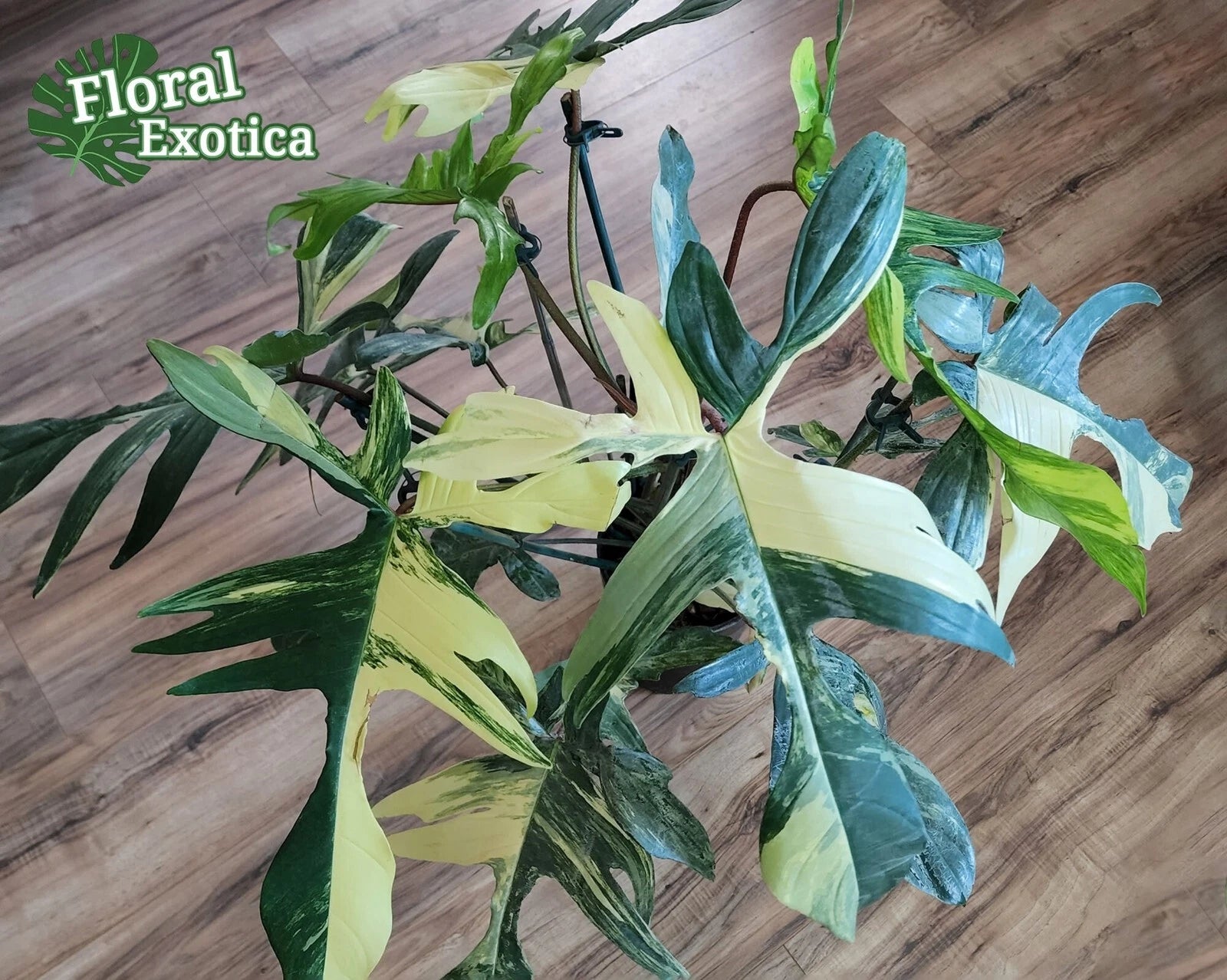 Philodendron Node Cutting - Variegated Florida Beauty - Philodendron 'Florida Beauty'