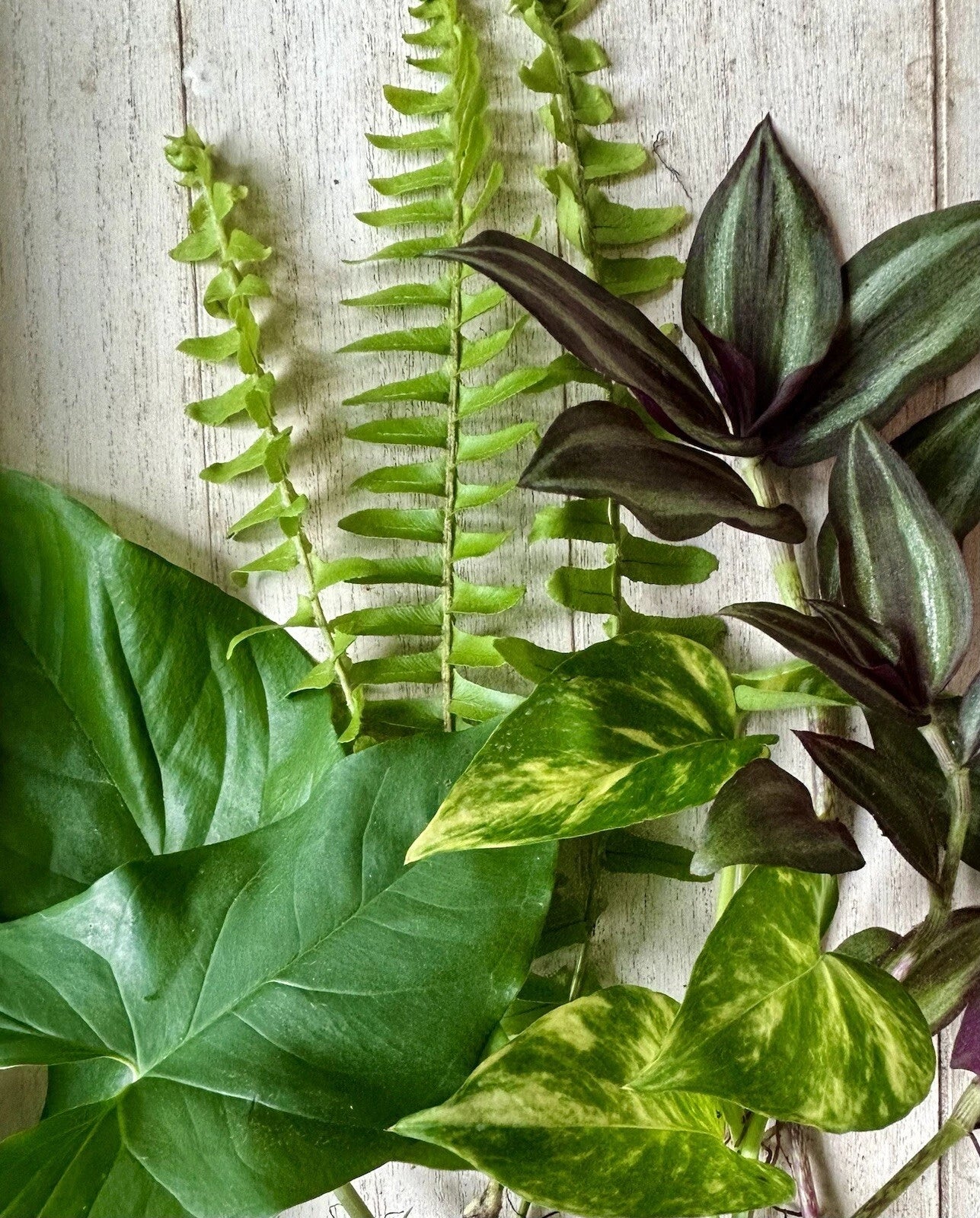 Rooted House Plant Cuttings - 12 Cuttings Pothos, Wandering Jew, Arrowhead, Ferns - Perfect for Home or Garden