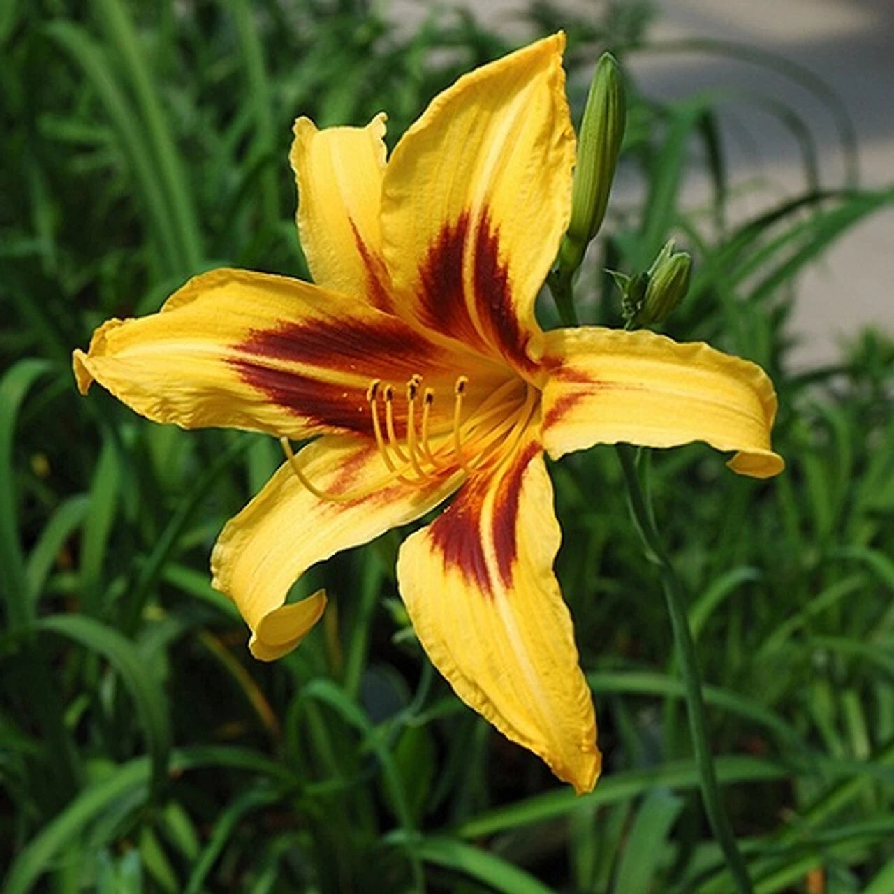 Daylily Starter Plants - Two Tone Yellow Red - Hemerocallis 'Bonanza' - Perennial Roots for Early Summer Blooms