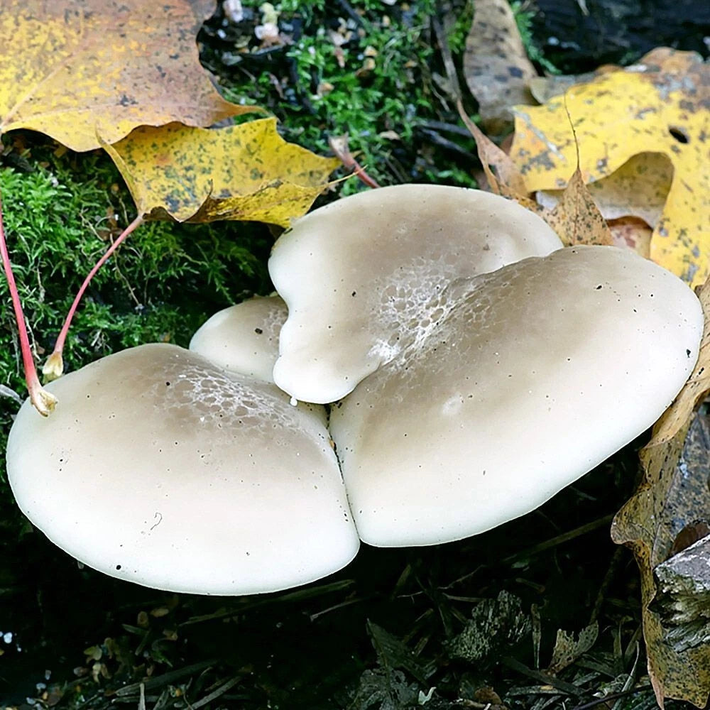 Elm Oyster Liquid Culture 12cc - Hypsizygus ulmarius - Gourmet Mushroom Cultivation for Home & Commercial Use