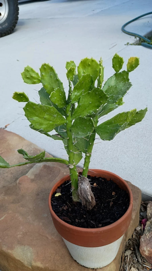 Brazilian Prickly Pear Cactus with Roots - Opuntia ficus-indica - 6-8 Inches, Perfect for Indoor or Outdoor Gardening