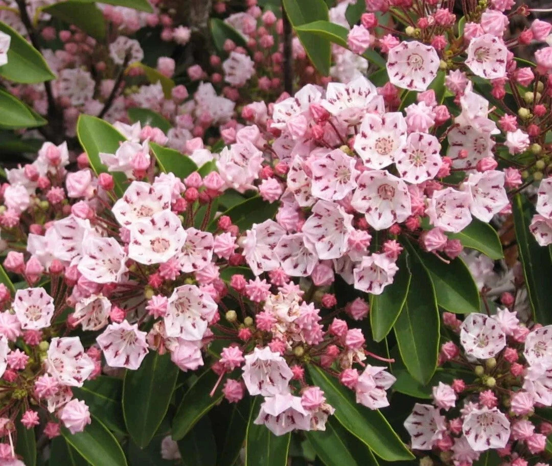 Pink Mountain Laurel Live Plant Bare Root 1 Ft - Kalmia latifolia, Hardy Pink Flowers, All Natural Garden Addition
