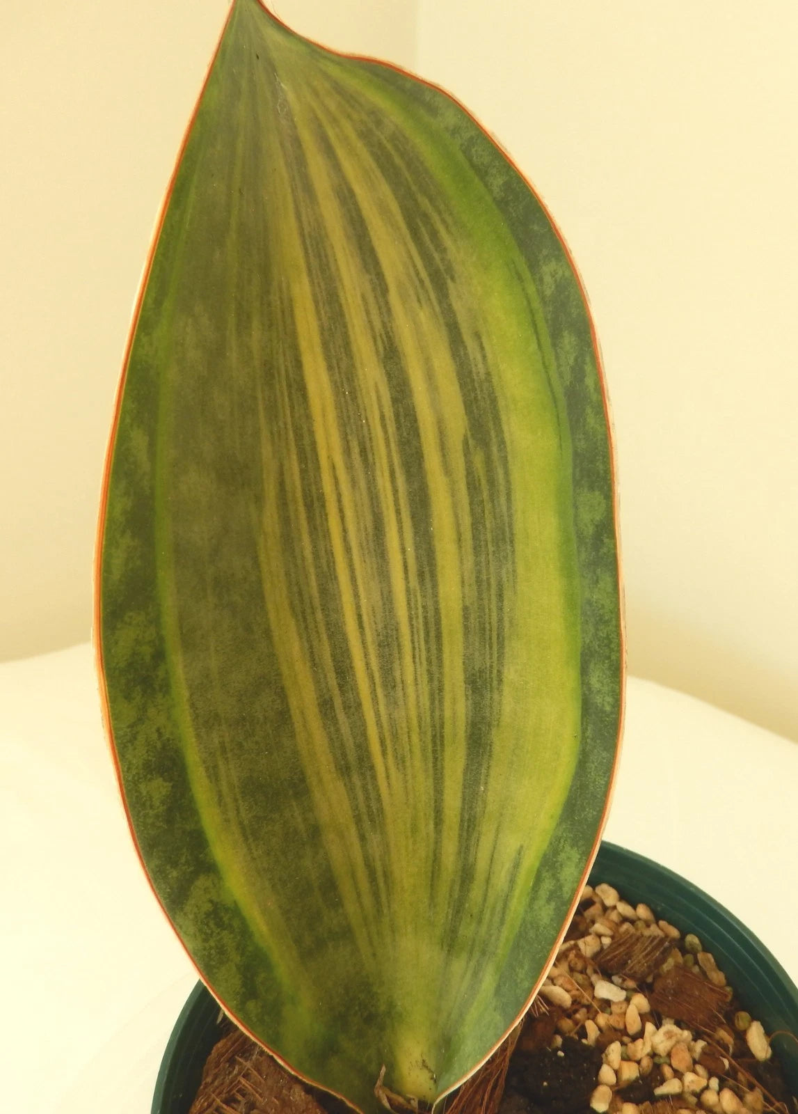 Sansevieria Masoniana Variegated Whale Fin Plant in 4" Pot - Air Purifying Snake Plant - Indoor Houseplant