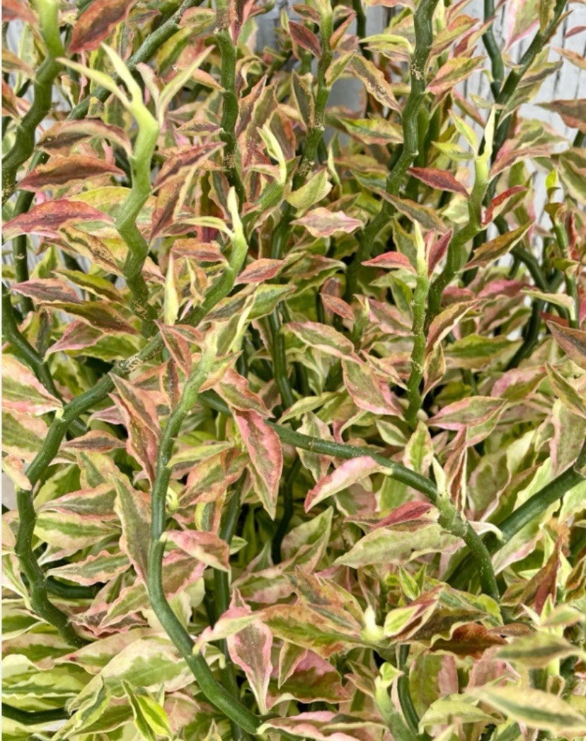 Devil's Backbone Cuttings - 8 Organic 6+" Euphorbia Tithymaloides Variegata - Hardy Succulent Plant Cuttings for Easy Growth