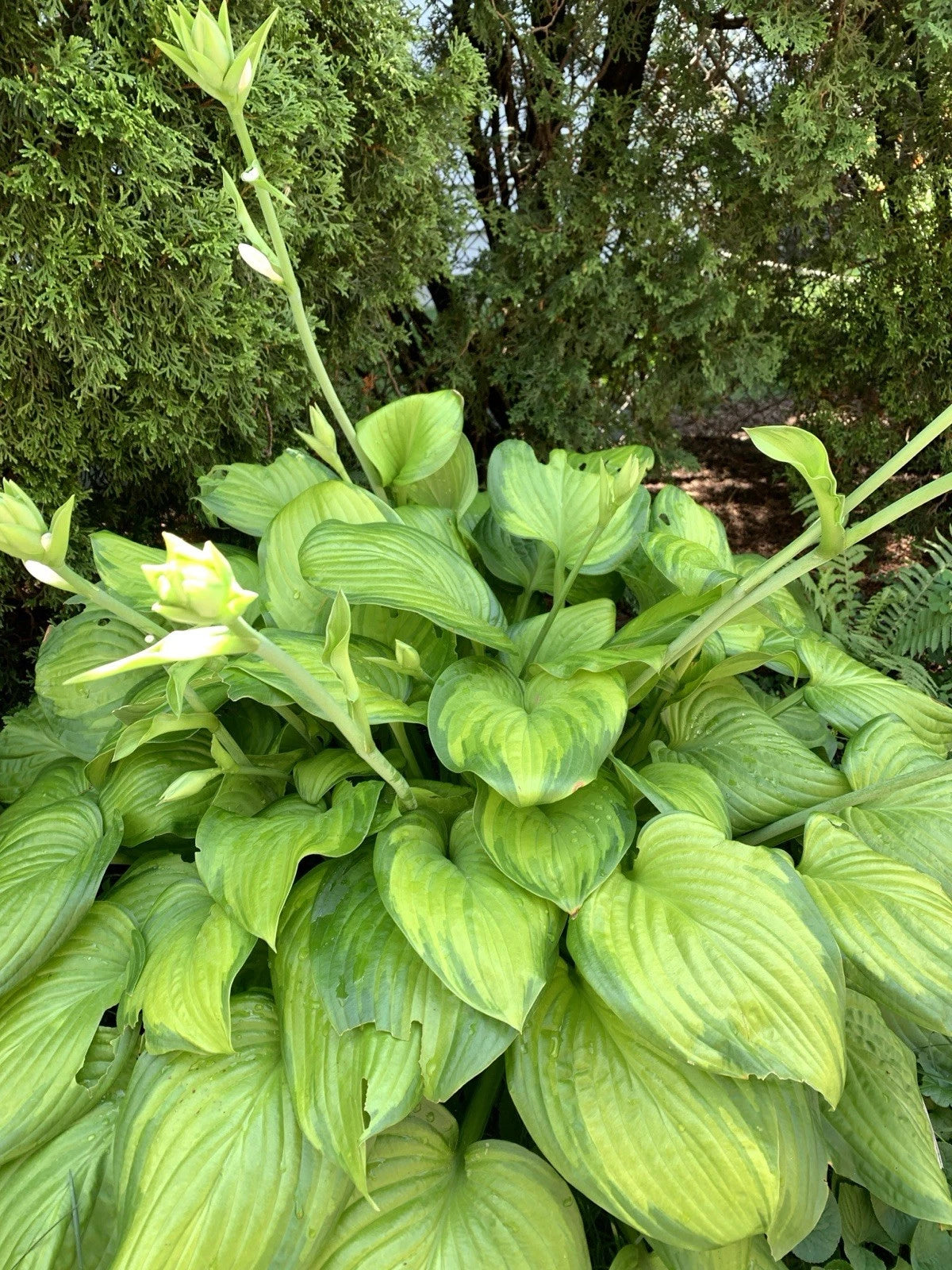 Large Leaf Hosta Plants - 2 Bare Root - Light & Dark Green - Hosta spp. - Perennial Shade Garden Borders