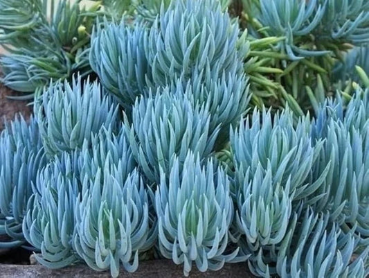 Blue Chalk Sticks Succulent Cutting - Senecio Serpens - Rare Healthy Easy Care Live Plant for Indoor or Outdoor Use