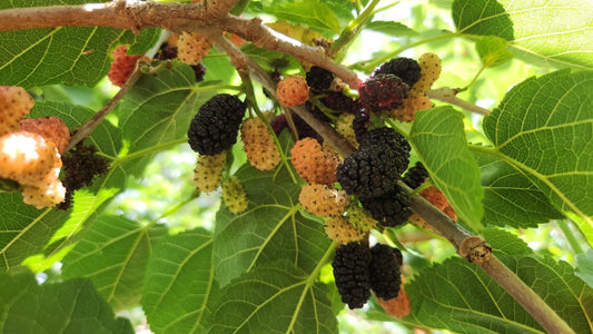 25 Black Mulberry Tree Cuttings - Assorted Sizes 8"-14" - Morus nigra - Ideal for Plant Propagation and Home Gardening