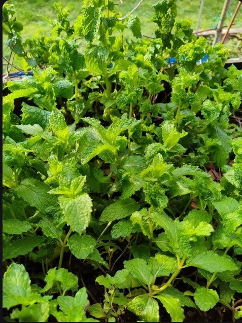 Live Peppermint Plants Set of 5 - Organic Mojito Mint, Rau Húng L?i, Rau Thom, Bare Root