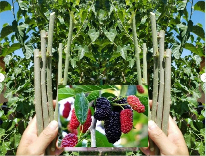Dwarf Thai Mulberry Cuttings 10x Organic Fresh for Rooting or Grafting Morus alba var. Thai