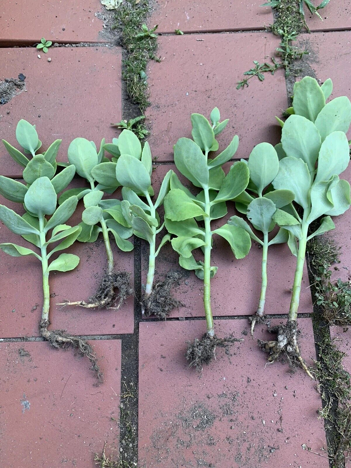 Sedum Autumn Joy Bare Root Plants - 6 Pack Pink Blooms - Sedum telephium 'Autumn Joy'