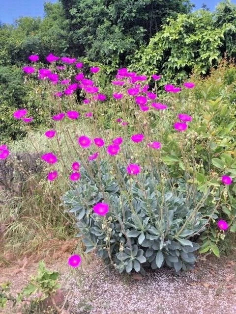 6 Cuttings Rock Purslane Calandrinia Spectabilis Magenta Purple Bloom - Drought Tolerant Garden Plant, Easy to Grow
