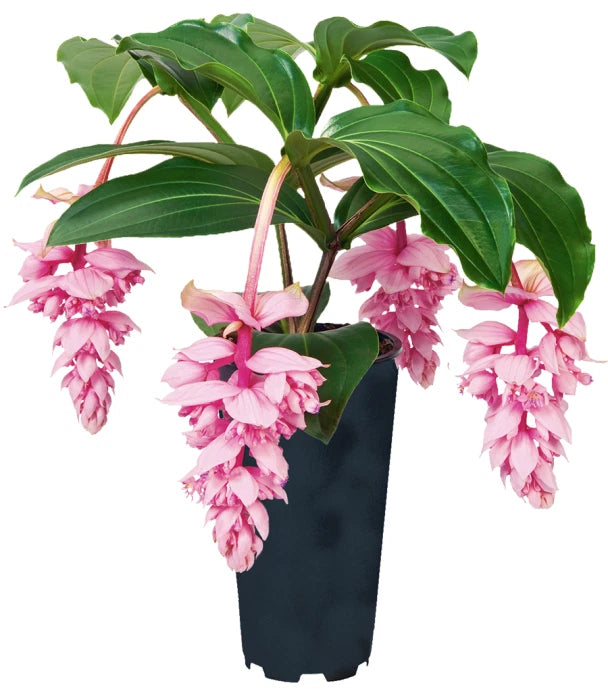 Royal ZENZ Magnifica Medinilla Plant - Live Well Rooted Starter Plant - Rare Tropical Houseplant - Medinilla magnifica