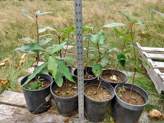 Black Cottonwood Tree Live Plant 1-2 Feet Bare Root Fast Growing Populus trichocarpa for Bonsai, Cold Hardy USDA Zone 4