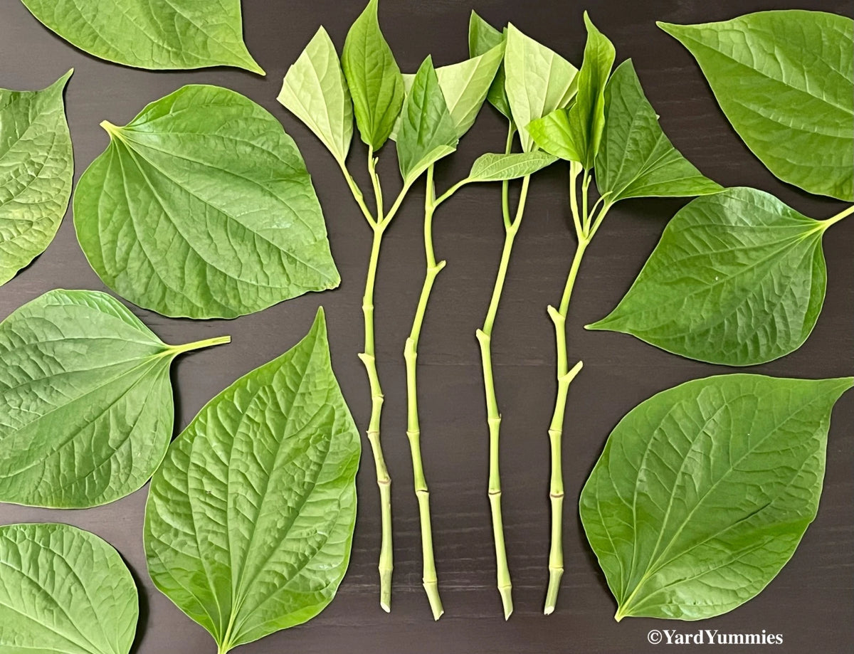 Lá L?t Unrooted Cuttings (4) - Piper sarmentosum - Fresh, Chemical-Free, Edible Herb for Cooking and Gardening