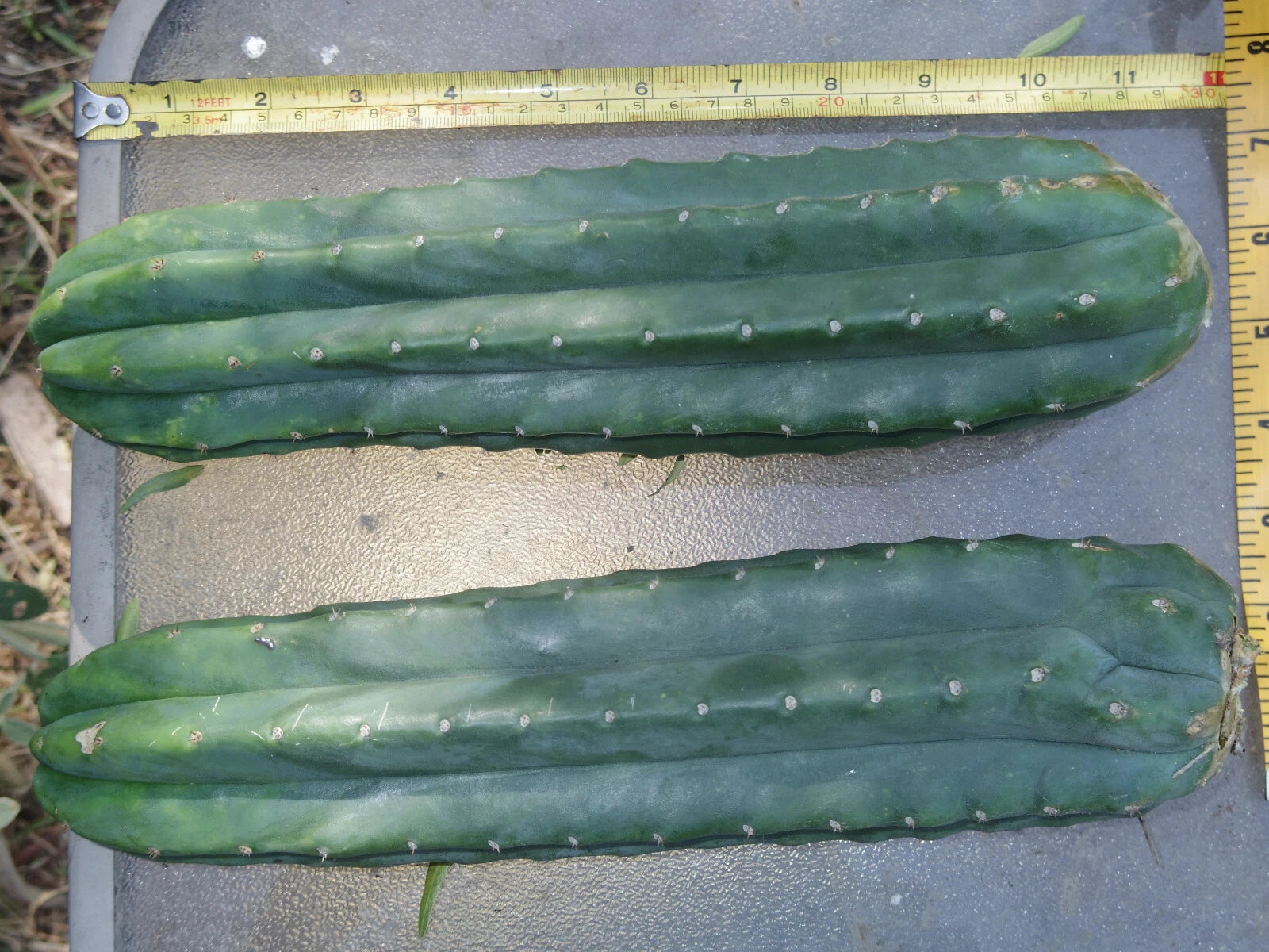 Thick Cactus Cuttings 24" Echinopsis Pachanoi Organic Top End Pieces, 3-4" Diameter, Quality Propagation Plant