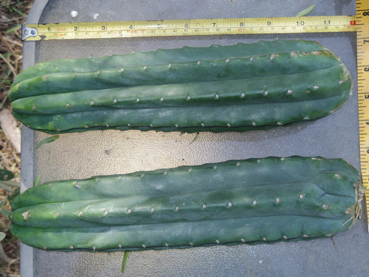 Thick Cactus Cuttings 24" Echinopsis Pachanoi Organic Top End Pieces, 3-4" Diameter, Quality Propagation Plant