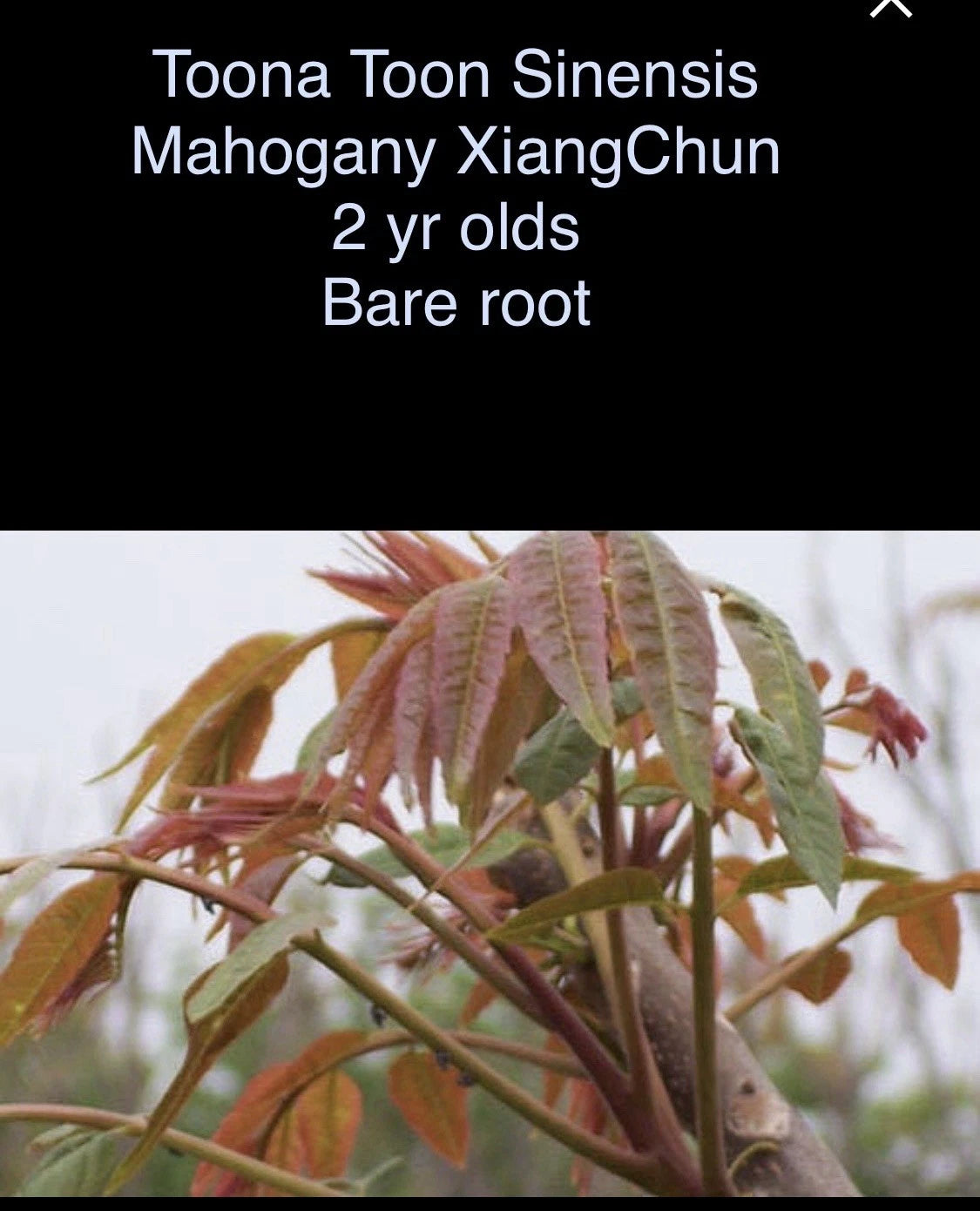 Toona sinensis Mahogany XiangChun 2-Year-Old Bare Root Tree 1-2 ft Tall - Freshly Dug, Ready to Grow
