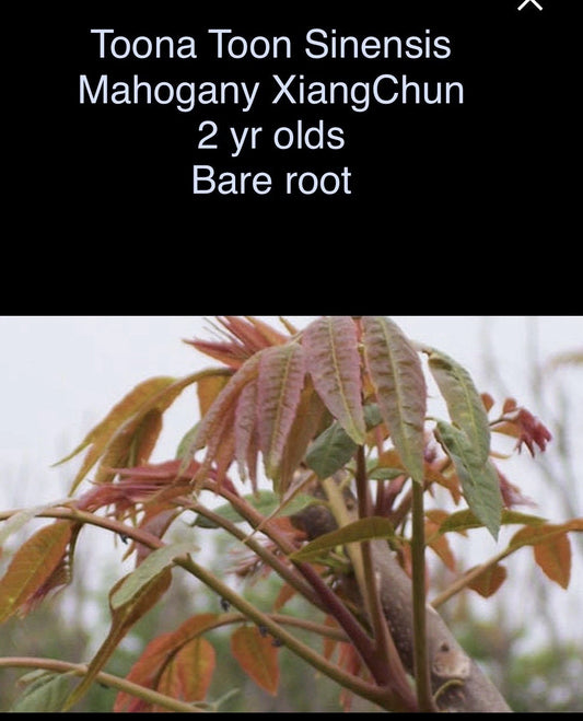 Toona sinensis Mahogany XiangChun 2-Year-Old Bare Root Tree 1-2 ft Tall - Freshly Dug, Ready to Grow