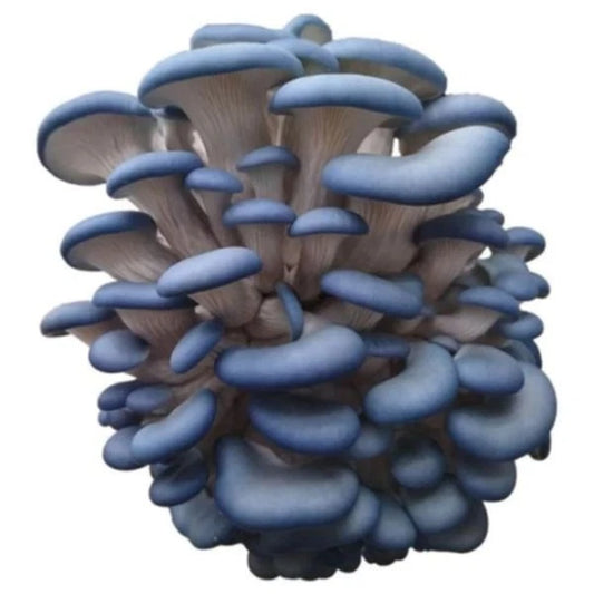 Blue Oyster Mushroom Liquid Culture Syringe 10ml - Pleurotus ostreatus var. columbinus, Organic Edible Fungi Culture
