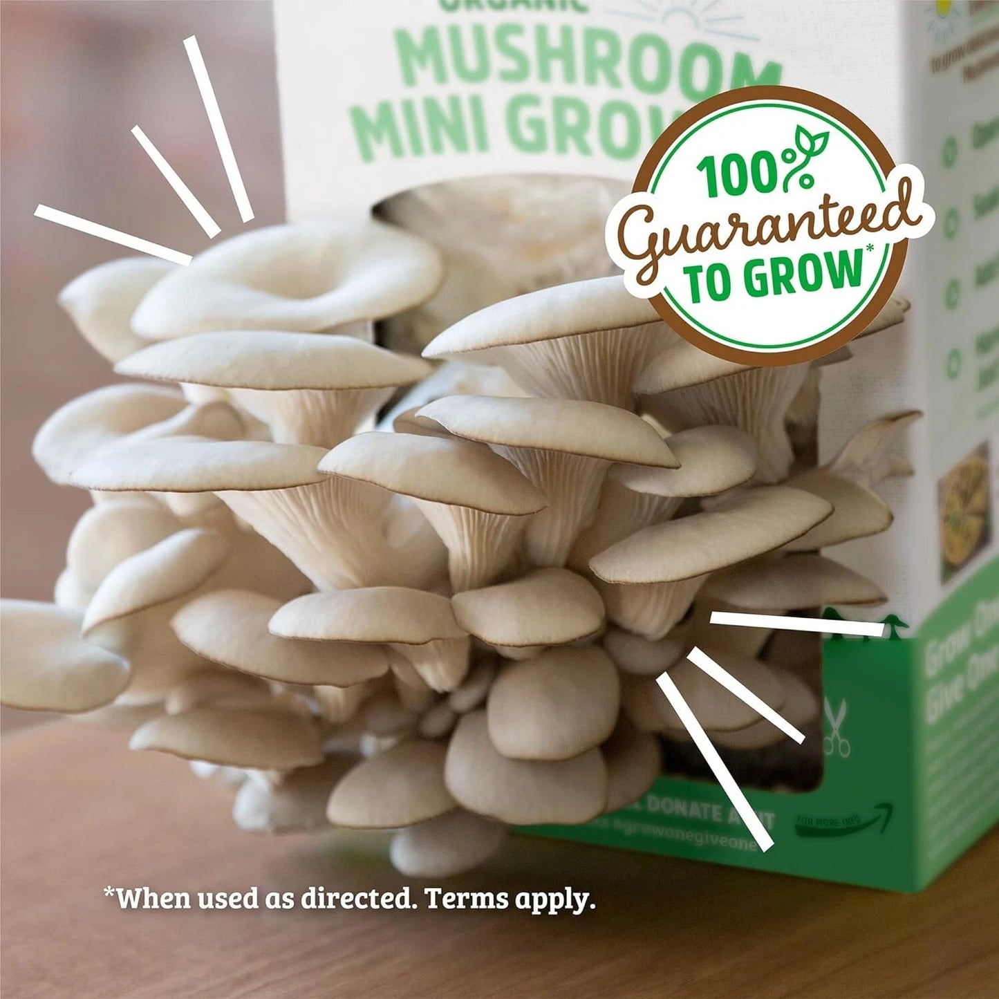 Organic Mushroom Grow Kit - Oyster Variety - Non-GMO Indoor Cultivation - Back to the Roots