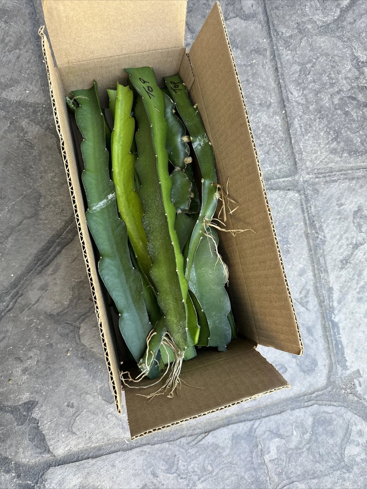 Organic Dragon Fruit Cuttings - 10 Varieties 8-14 Inches Long - Hylocereus spp.