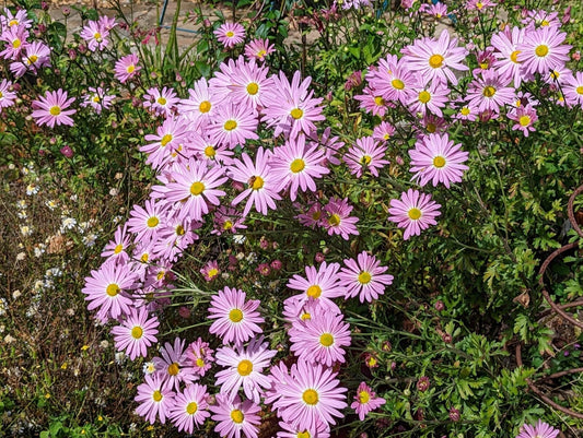 7 Pink Ryan's Mums Live Plants - Heirloom Chrysanthemum Perennials - Bright Pink Daisy Blooms - Winter Hardy