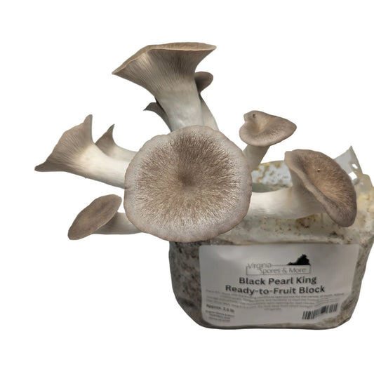 Black Pearl King Oyster Mushroom Fruiting Block | 5 lbs | Gourmet Cultivation | Pleurotus eryngii