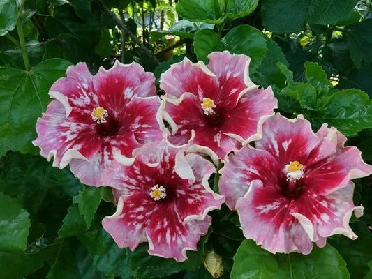 20 Pink Red Hibiscus Flower Seeds Perennial