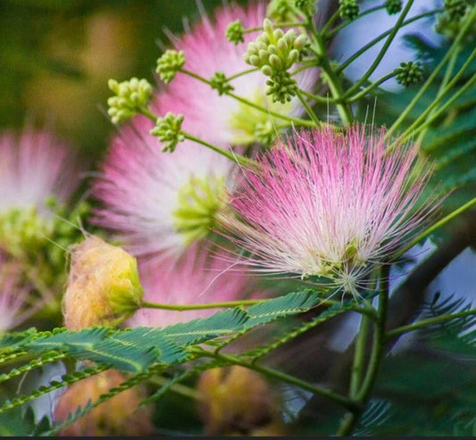 12 Pink Mimosa Tree Cuttings, Unrooted Silk Tree Flowers, Pollinator Friendly - Albizia julibrissin