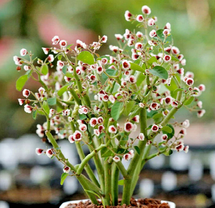 Euphorbia Guiengola Succulent Caudex Rooted Cutting 2" - Rare Hanging Plant for Collectors